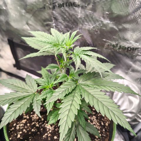 Skunk #1 growlog timeline photo