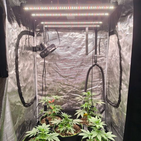 Skunk #1 growlog timeline photo