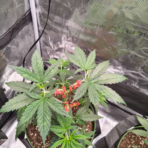 Skunk #1 growlog timeline photo