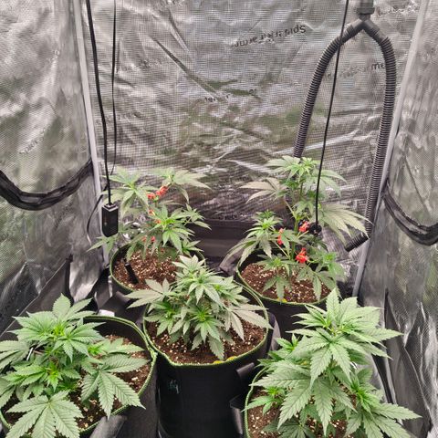 Skunk #1 growlog timeline photo