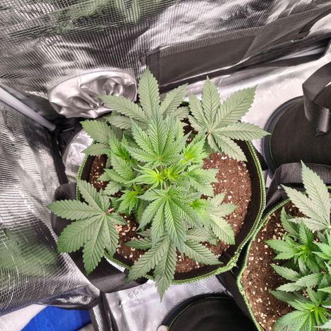Skunk #1 growlog timeline photo