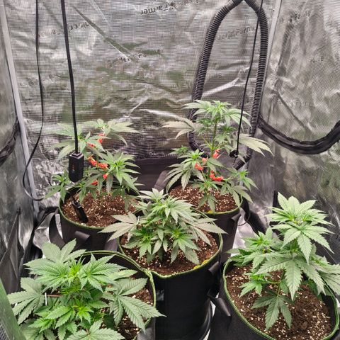 Skunk #1 growlog timeline photo