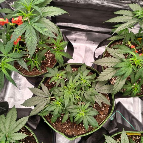 Skunk #1 growlog timeline photo