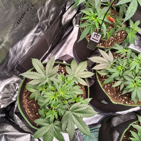 Skunk #1 growlog timeline photo