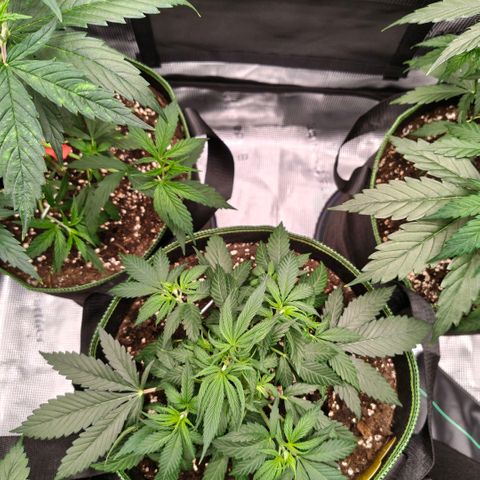 Skunk #1 growlog timeline photo