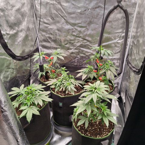 Skunk #1 growlog timeline photo