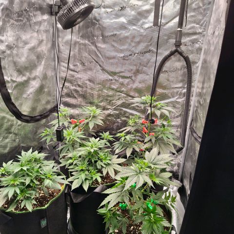 Skunk #1 growlog timeline photo