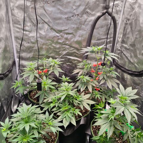 Skunk #1 growlog timeline photo