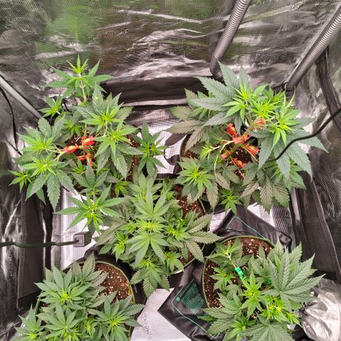 Skunk #1 growlog timeline photo