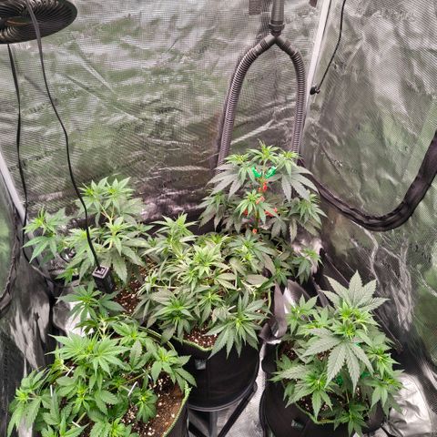 Skunk #1 growlog timeline photo