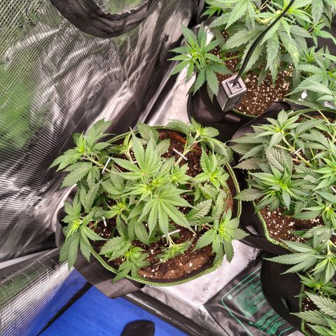 Skunk #1 growlog timeline photo