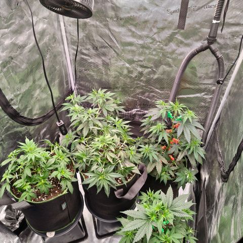 Skunk #1 growlog timeline photo