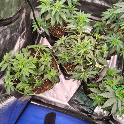 Skunk #1 growlog timeline photo