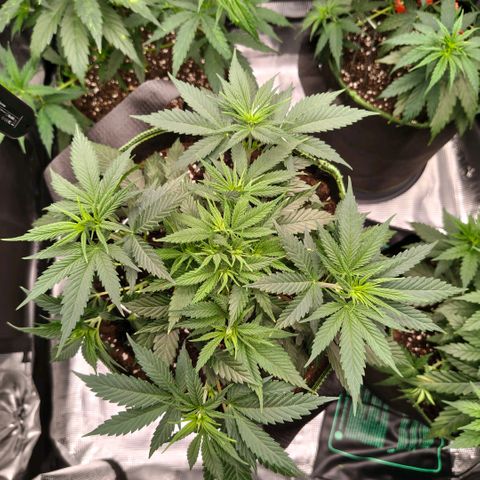 Skunk #1 growlog timeline photo