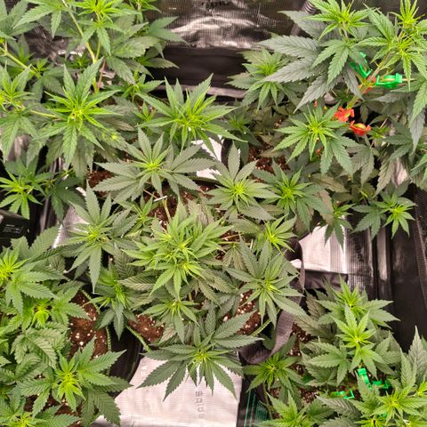 Skunk #1 growlog timeline photo