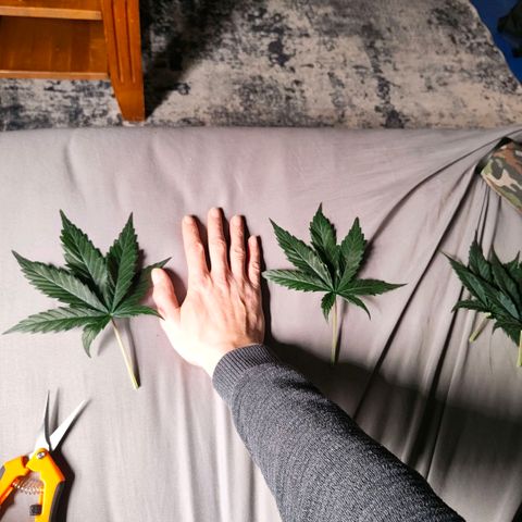 Skunk #1 growlog timeline photo