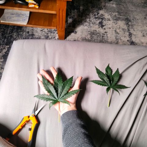 Skunk #1 growlog timeline photo