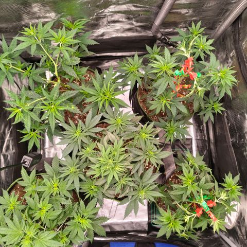 Skunk #1 growlog timeline photo