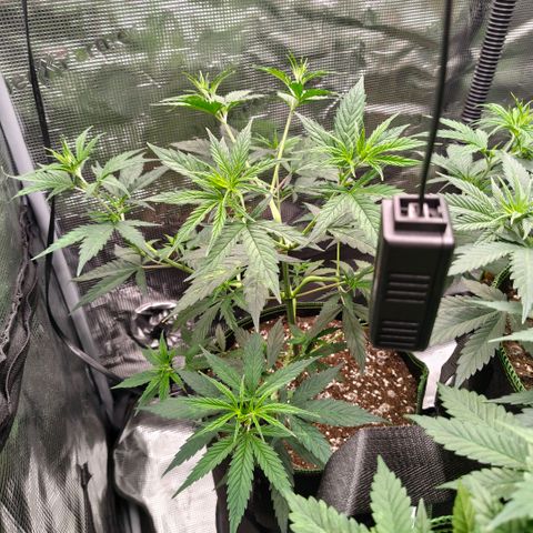 Skunk #1 growlog timeline photo