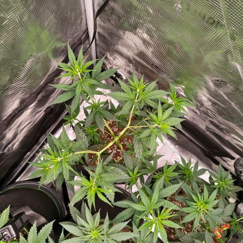 Skunk #1 growlog timeline photo