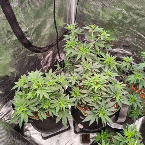 Skunk #1 growlog timeline photo