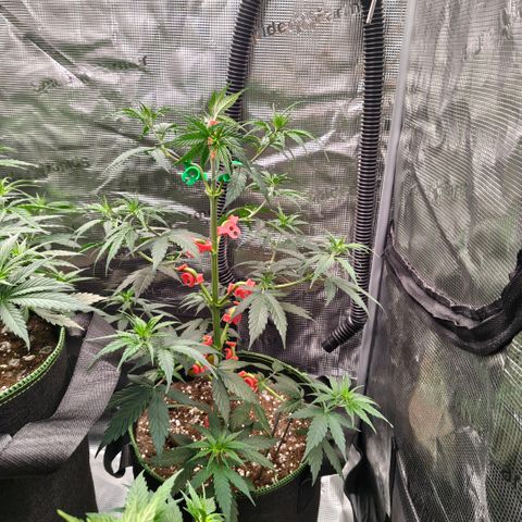 Skunk #1 growlog timeline photo