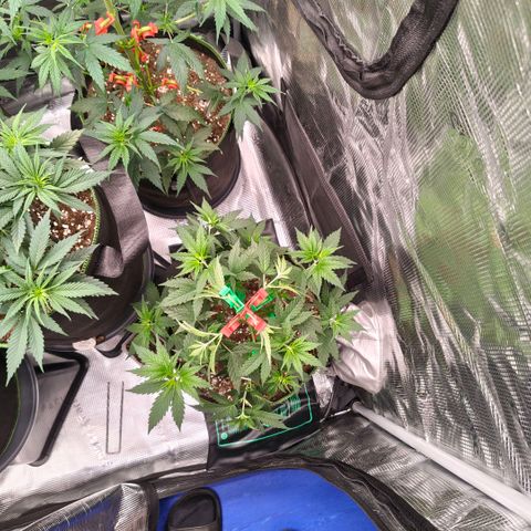 Skunk #1 growlog timeline photo