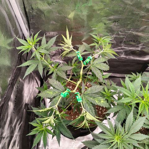 Skunk #1 growlog timeline photo