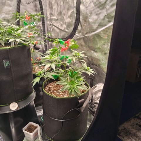 Skunk #1 growlog timeline photo