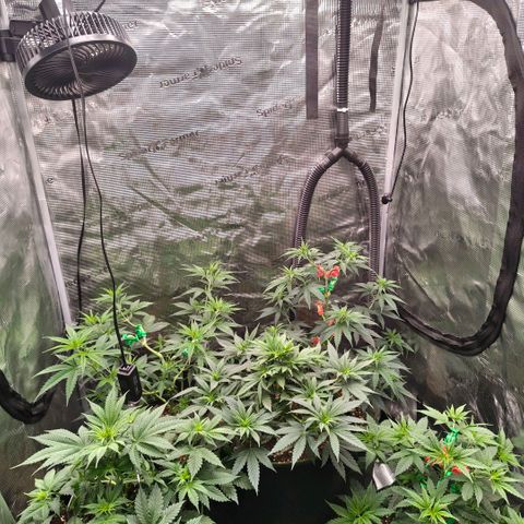 Skunk #1 growlog timeline photo
