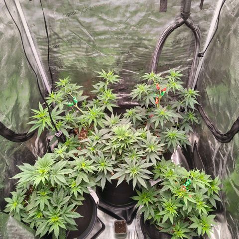 Skunk #1 growlog timeline photo