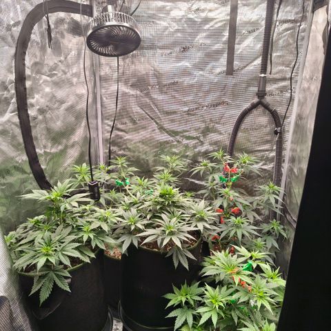 Skunk #1 growlog timeline photo
