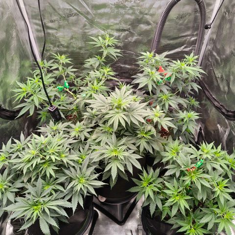 Skunk #1 growlog timeline photo