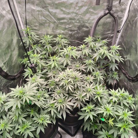 Skunk #1 growlog timeline photo