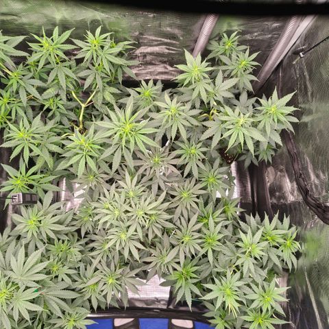 Skunk #1 growlog timeline photo