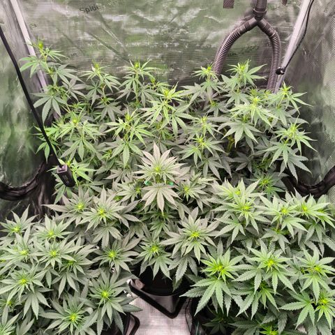 Skunk #1 growlog timeline photo