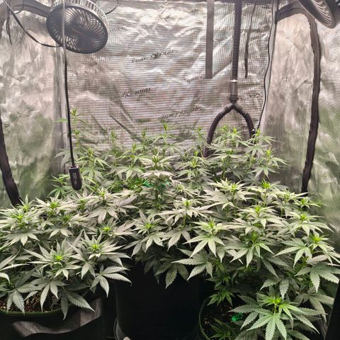 Skunk #1 growlog timeline photo