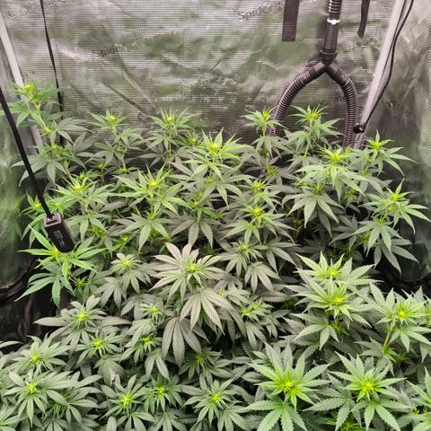 Skunk #1 growlog timeline photo