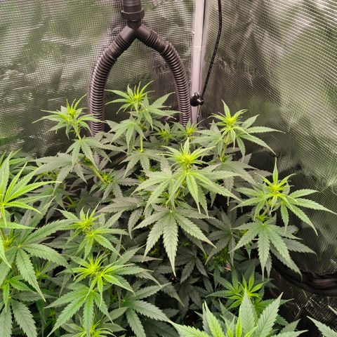 Skunk #1 growlog timeline photo