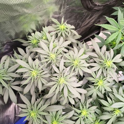 Skunk #1 growlog timeline photo
