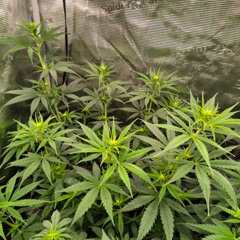 Skunk #1 growlog timeline photo