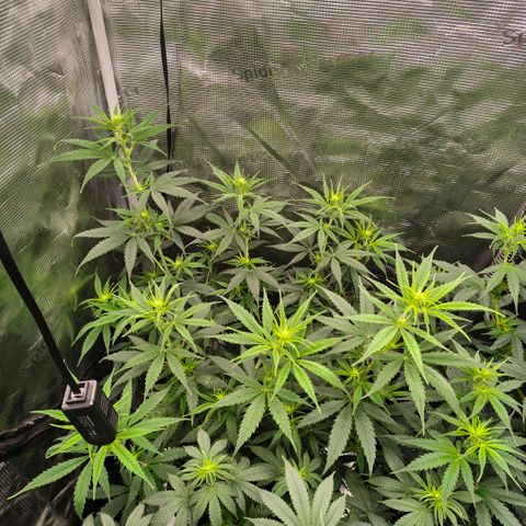 Skunk #1 growlog timeline photo