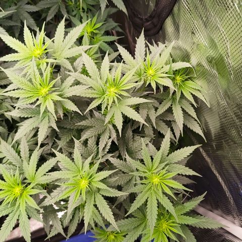 Skunk #1 growlog timeline photo