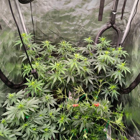 Skunk #1 growlog timeline photo