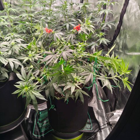 Skunk #1 growlog timeline photo