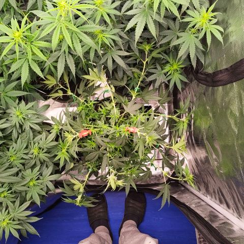 Skunk #1 growlog timeline photo