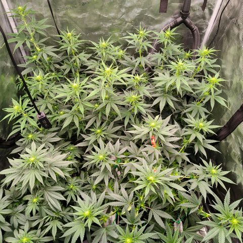 Skunk #1 growlog timeline photo