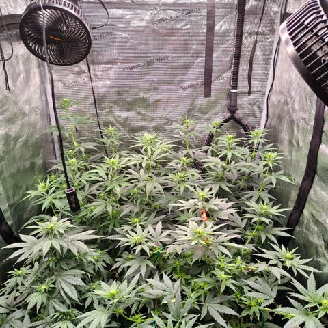 Skunk #1 growlog timeline photo