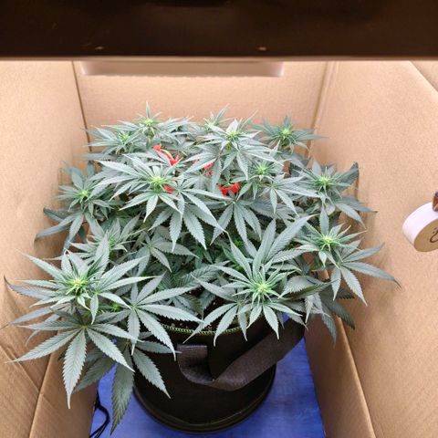 Skunk #1 growlog timeline photo