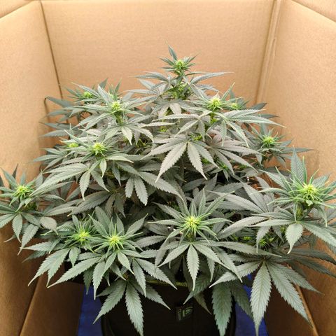 Skunk #1 growlog timeline photo